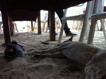 Stray dog under my table at the beach